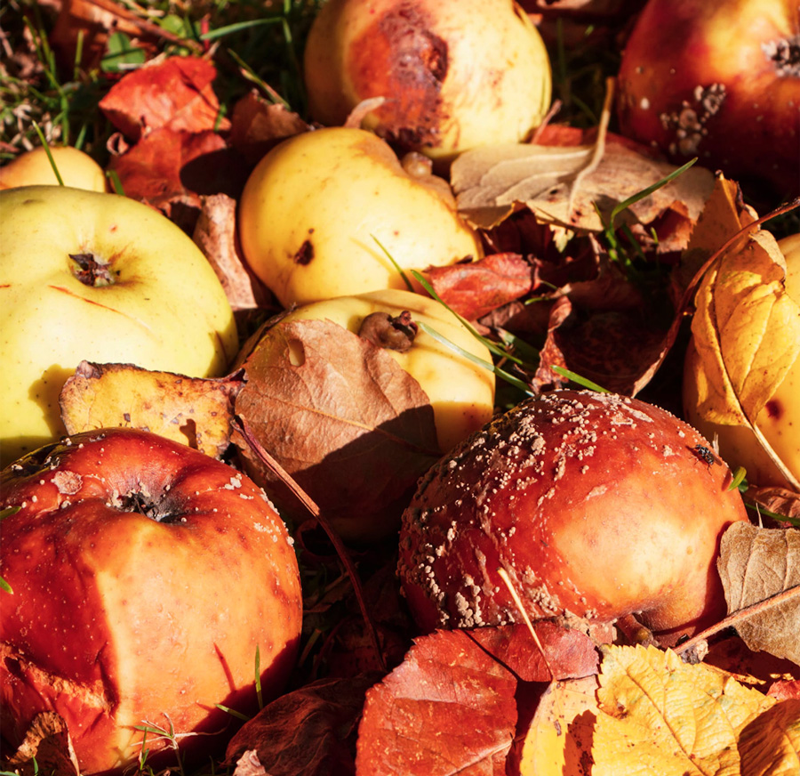 Nettoyage des pommes et poires du verger