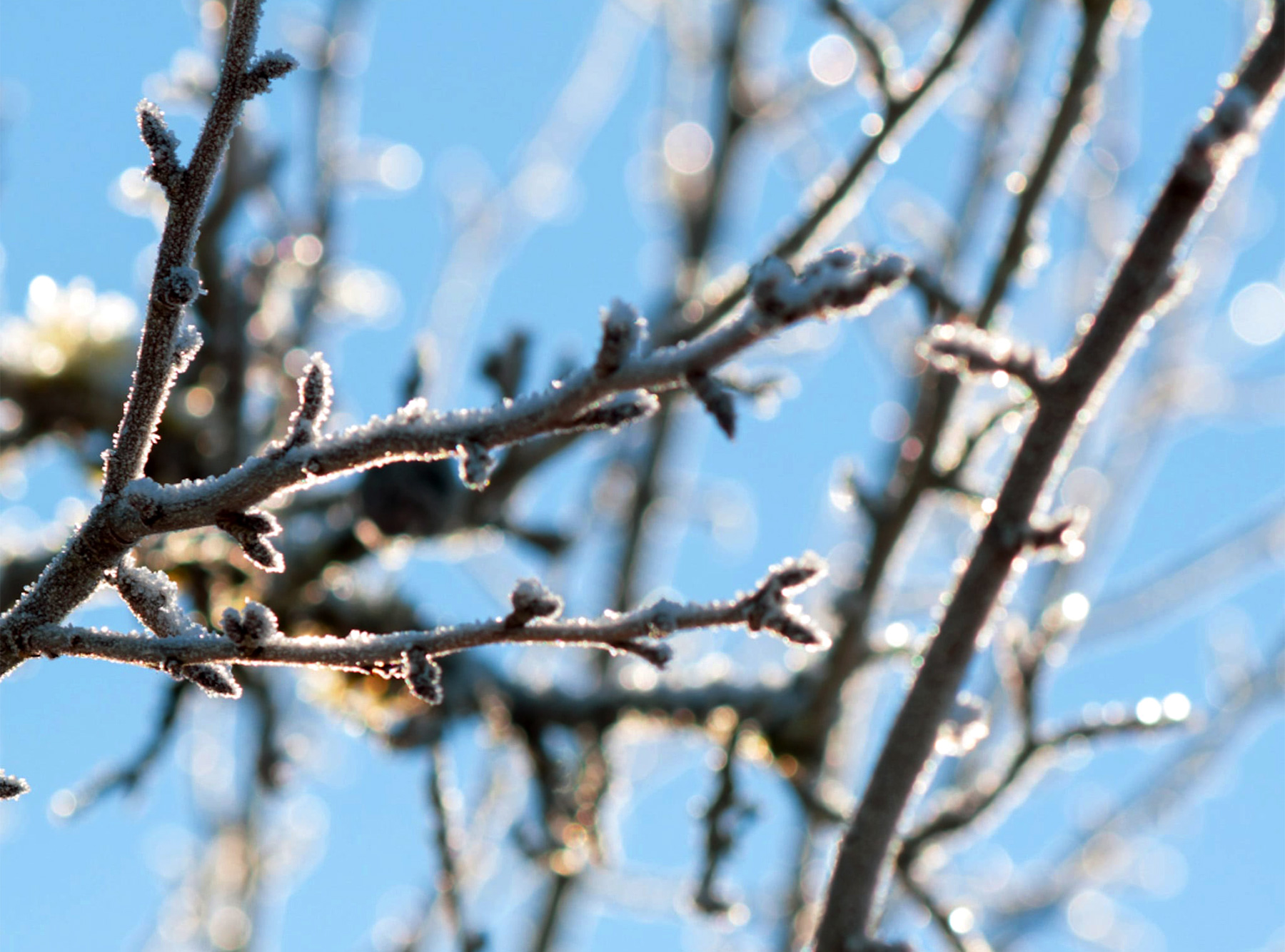 La plantation des arbres dans les Vergers Tissot