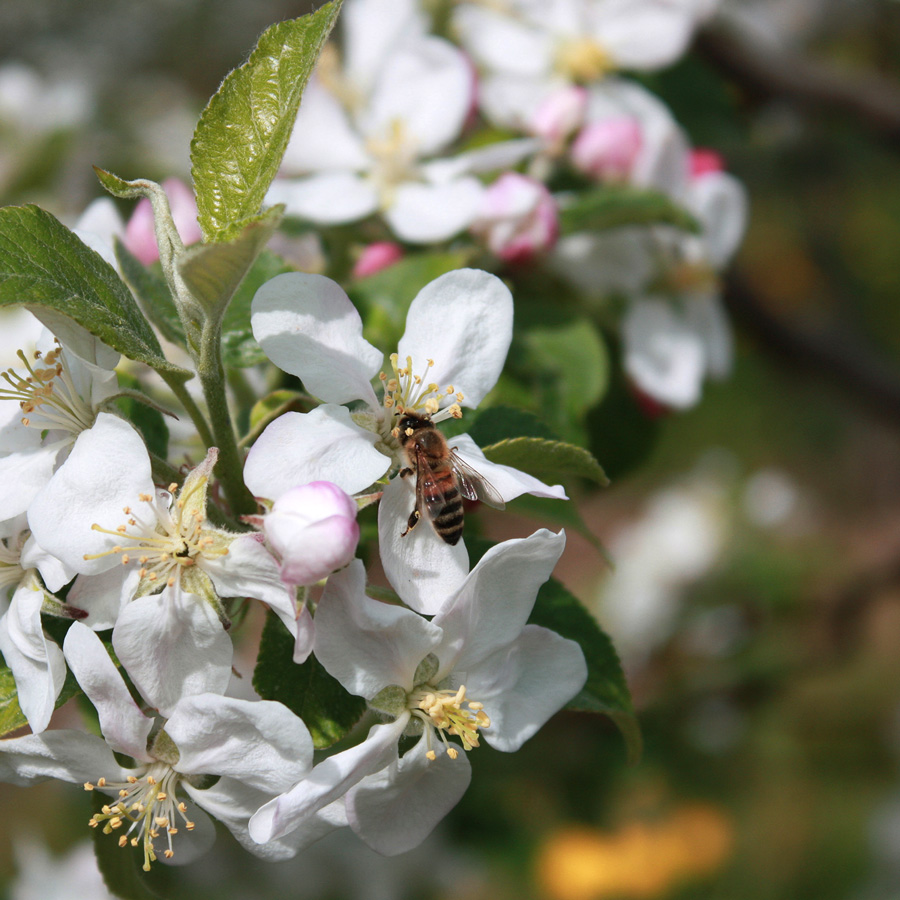 Floraison et pollinisation des Vergers Tissot