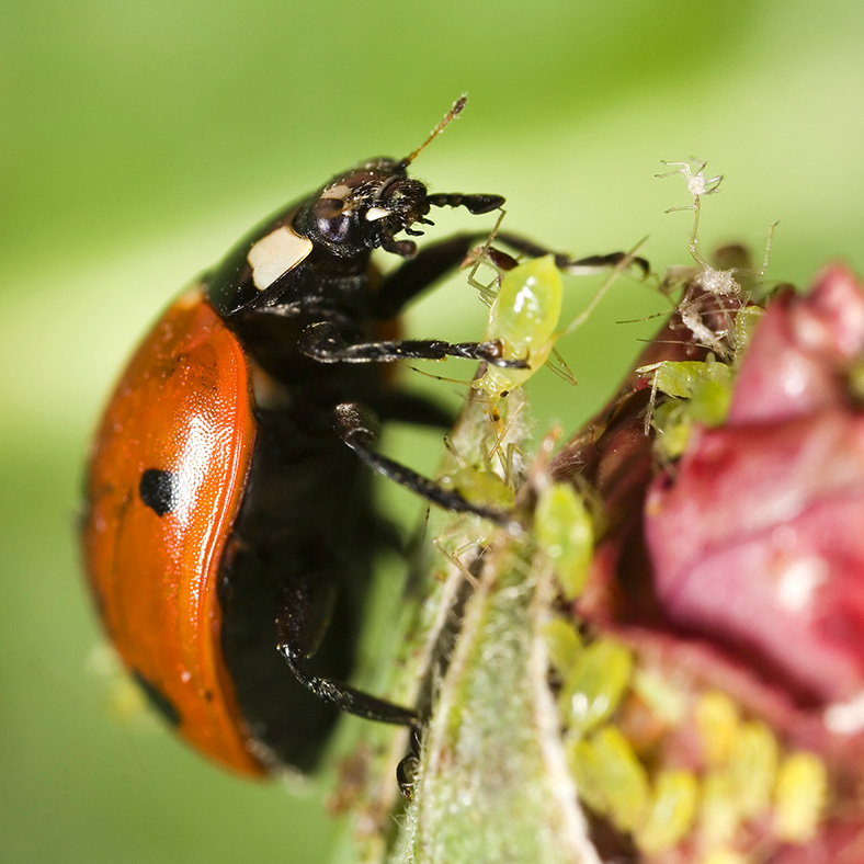 La biodiversité des Vergers Tissot, Haute-Savoie