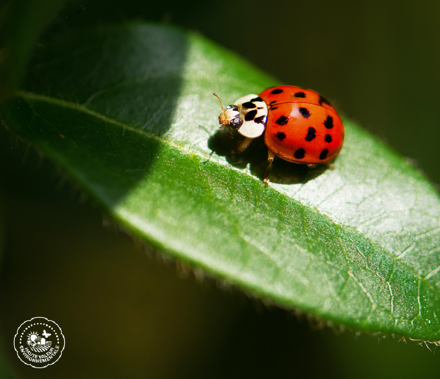 La biodiversité des Vergers Tissot