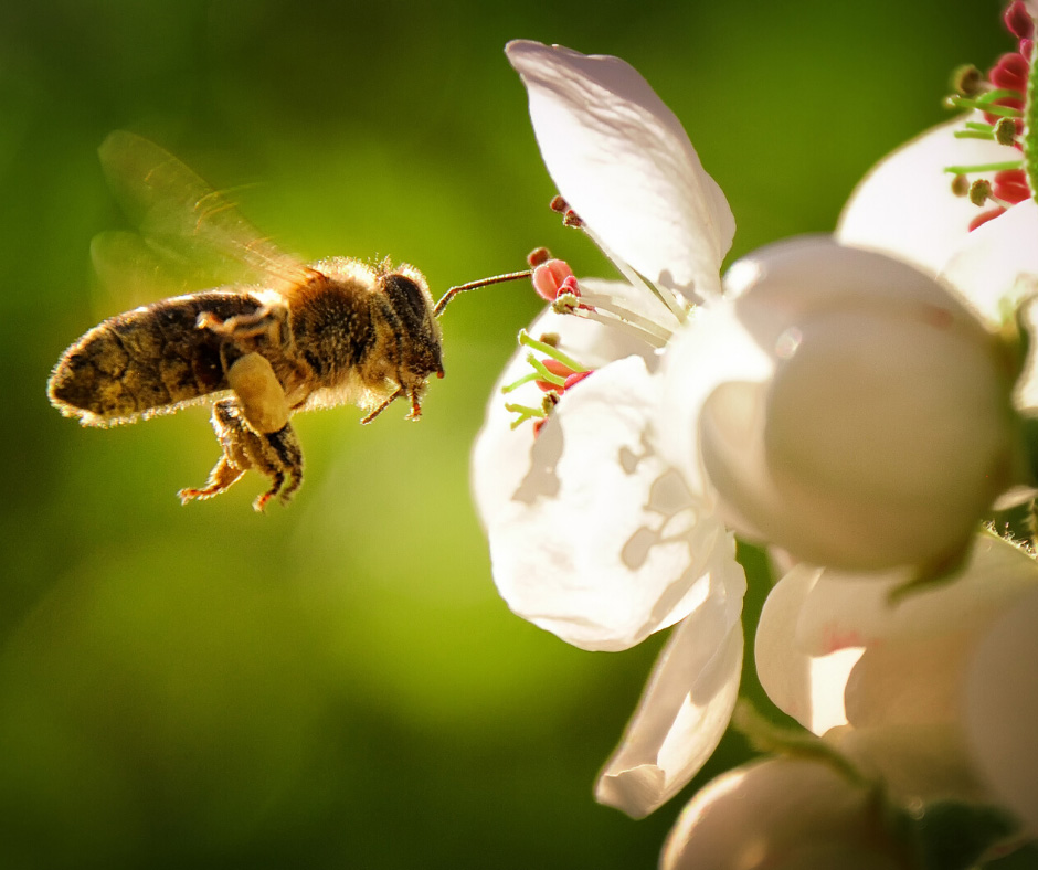 Pollinisation et floraison du poirier