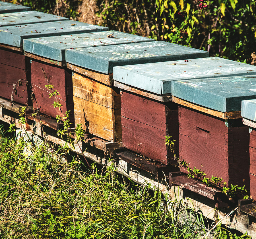 Biodiversité, les ruches des Vergers Tissot