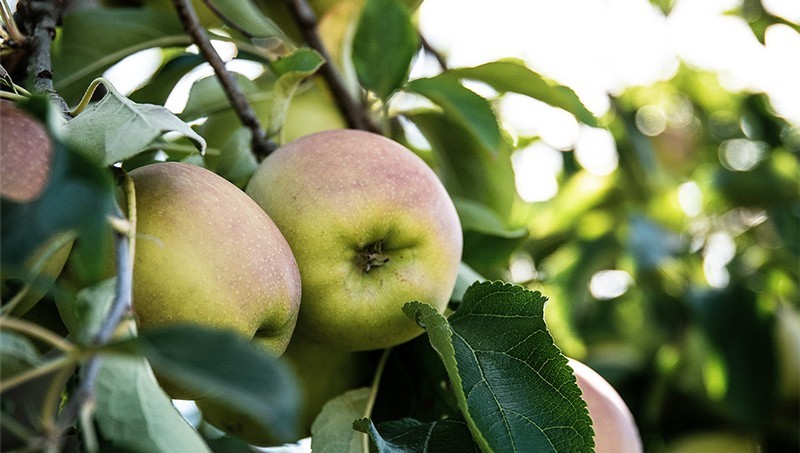 Les bienfaits de la pomme : le fruit allié de votre santé par excellence !