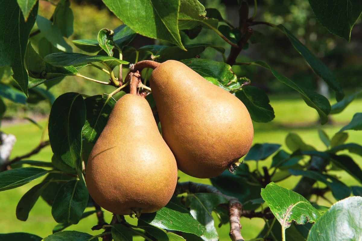 La poire, ce fruit qui maintient en bonne santé !