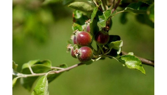 Qu'est-ce que l’éclaircissage des fruits dans un verger et quand doit-on y avoir recours ? Qu'est-ce que l’éclaircissage des fruits dans un verger et quand doit-on y avoir recours ?
