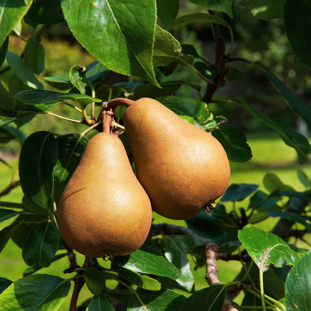 Les nouveautés des Vergers Tissot